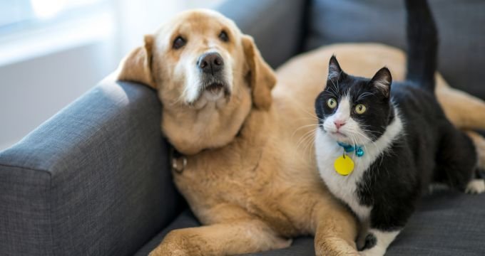 The Future of Pet Communities: How Tech is Bringing Owners Together The Future of Pet Communities: How Tech is Bringing Owners Together